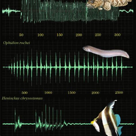 The Acoustic Tricks of the Music Fish: How It Evades Predators